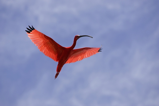 tc ibis rouge venezuela