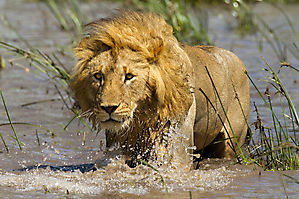 Lion - Panthera leo