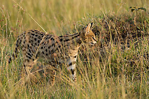 Le serval - Leptailurus serval